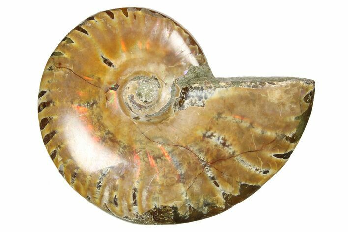 Red Flash Ammonite Fossil - Madagascar #187237